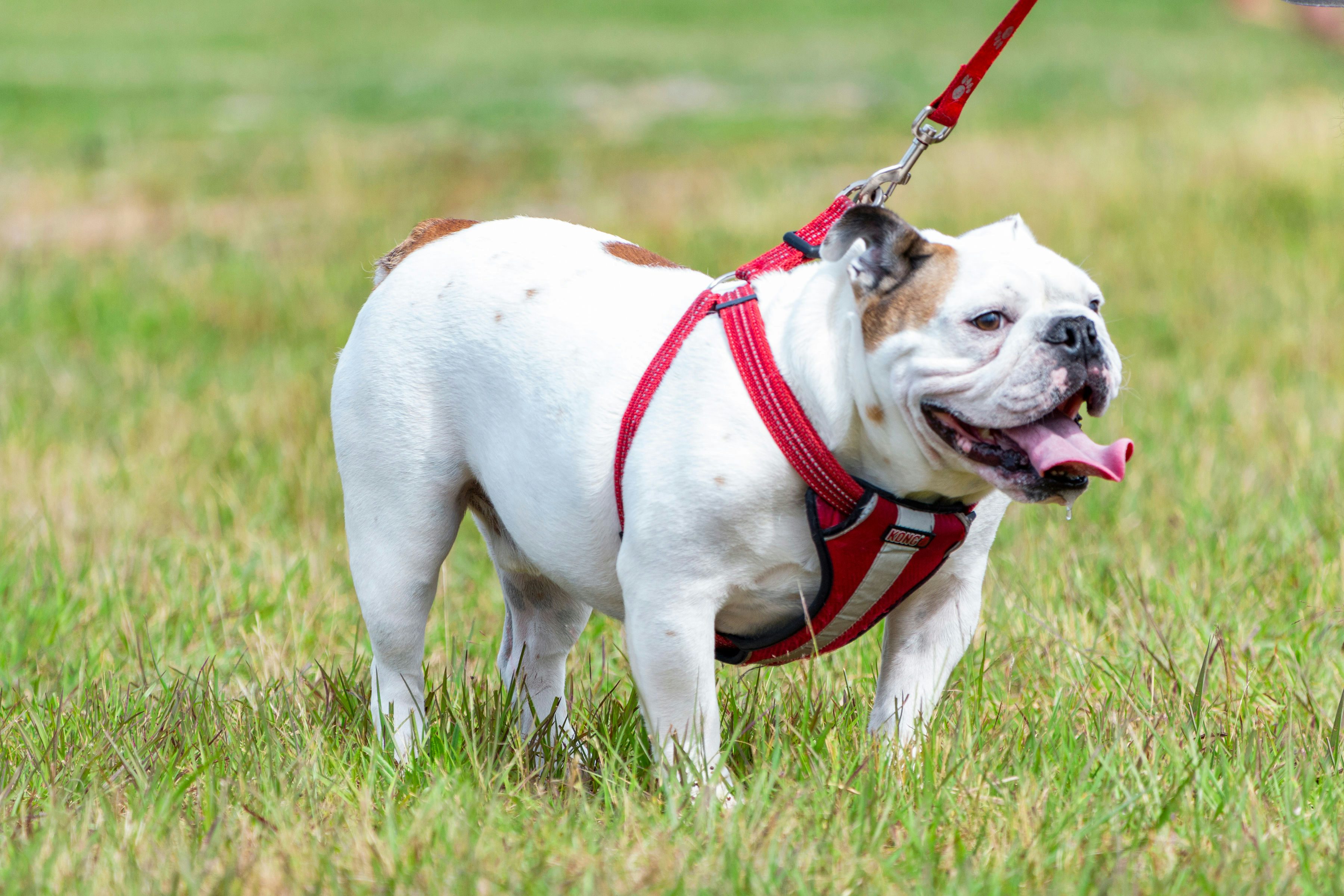 Bulldog at the Park>