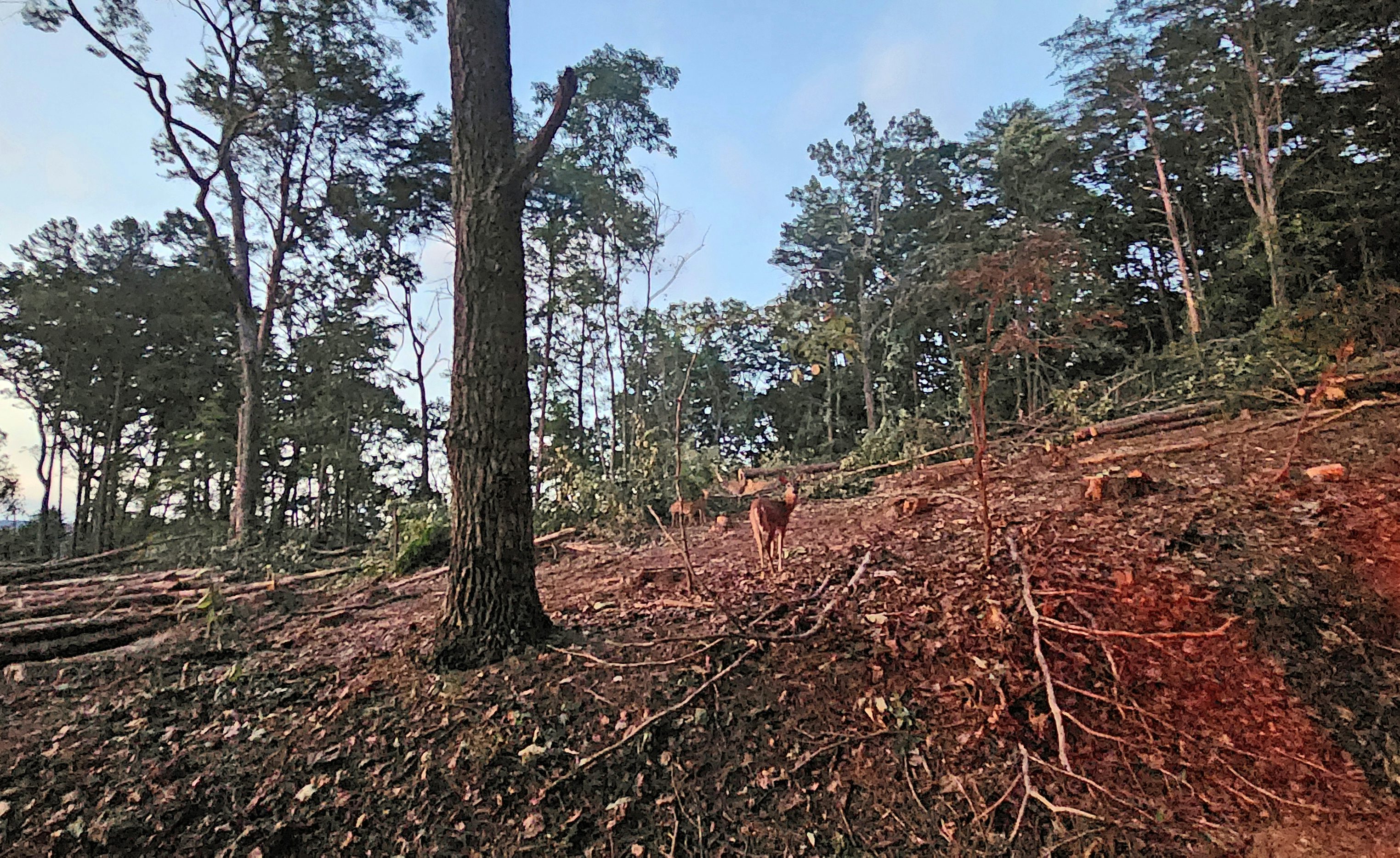 Timber Ridge Development>