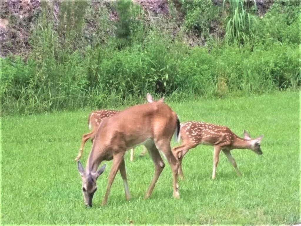 Image of Interior or Exterior of listing