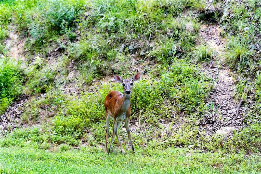 Image of Interior or Exterior of listing